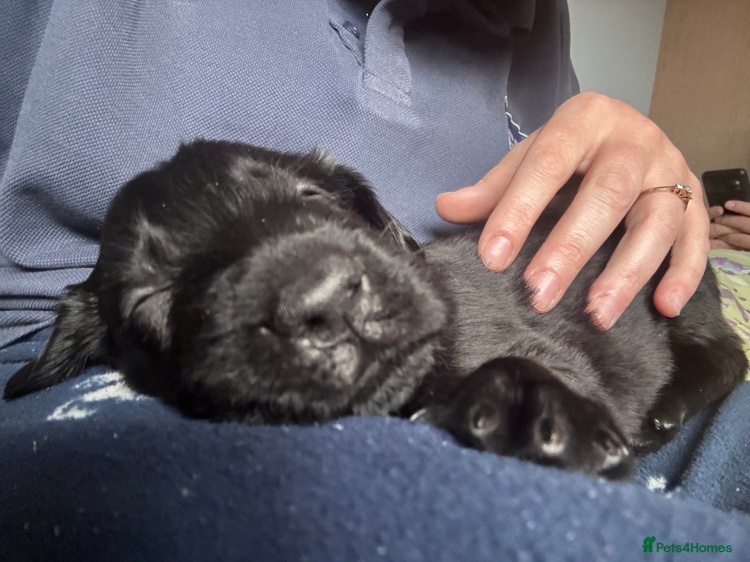 Flat coated Retriever dogs for sale: Flat coat Retriever puppies  - Image 7