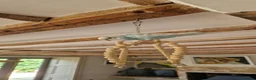 Budgerigars birds for sale: Home bred budgies  in South Petherton - Advert 4