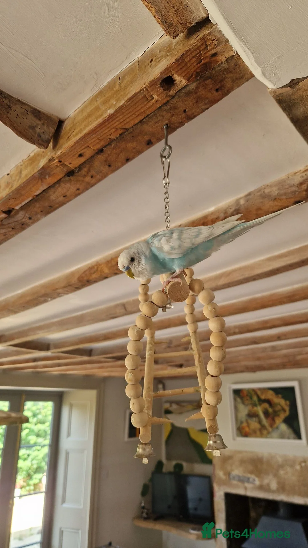 Budgerigars birds for sale: Home bred budgies  in South Petherton - Advert 4