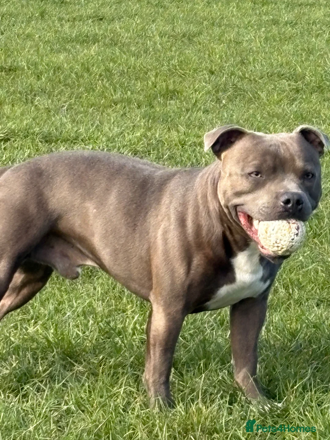Staffordshire Bull Terrier dogs for stud: Blue staffy for stud  in Hull - Advert 3
