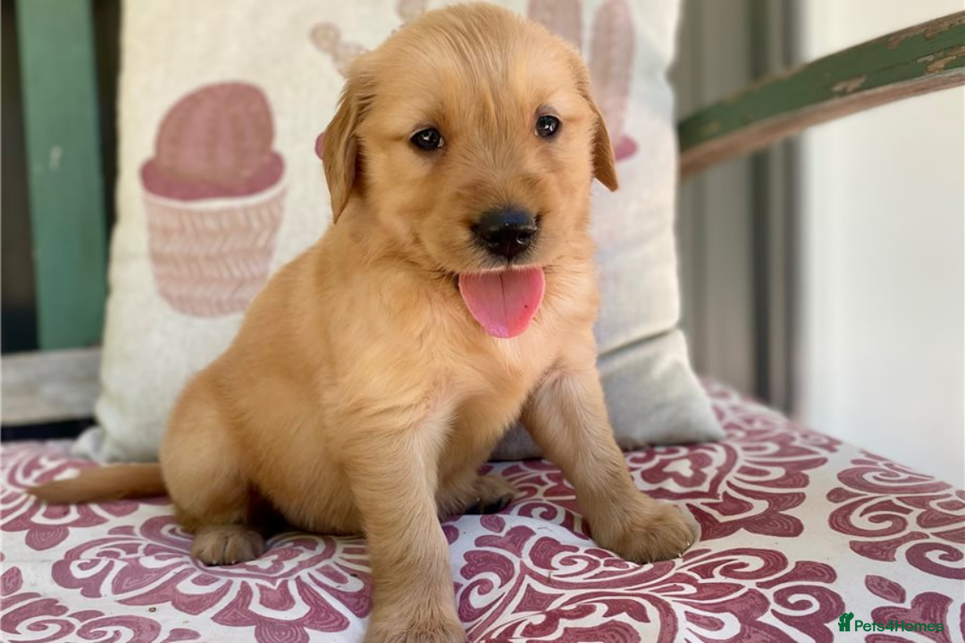 Golden Retriever dogs for sale: Beautiful Golden Retriever Puppies – Family Raised - Image 32