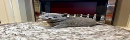 British Shorthair cats for sale: British shorthair kittens  - Advert 29