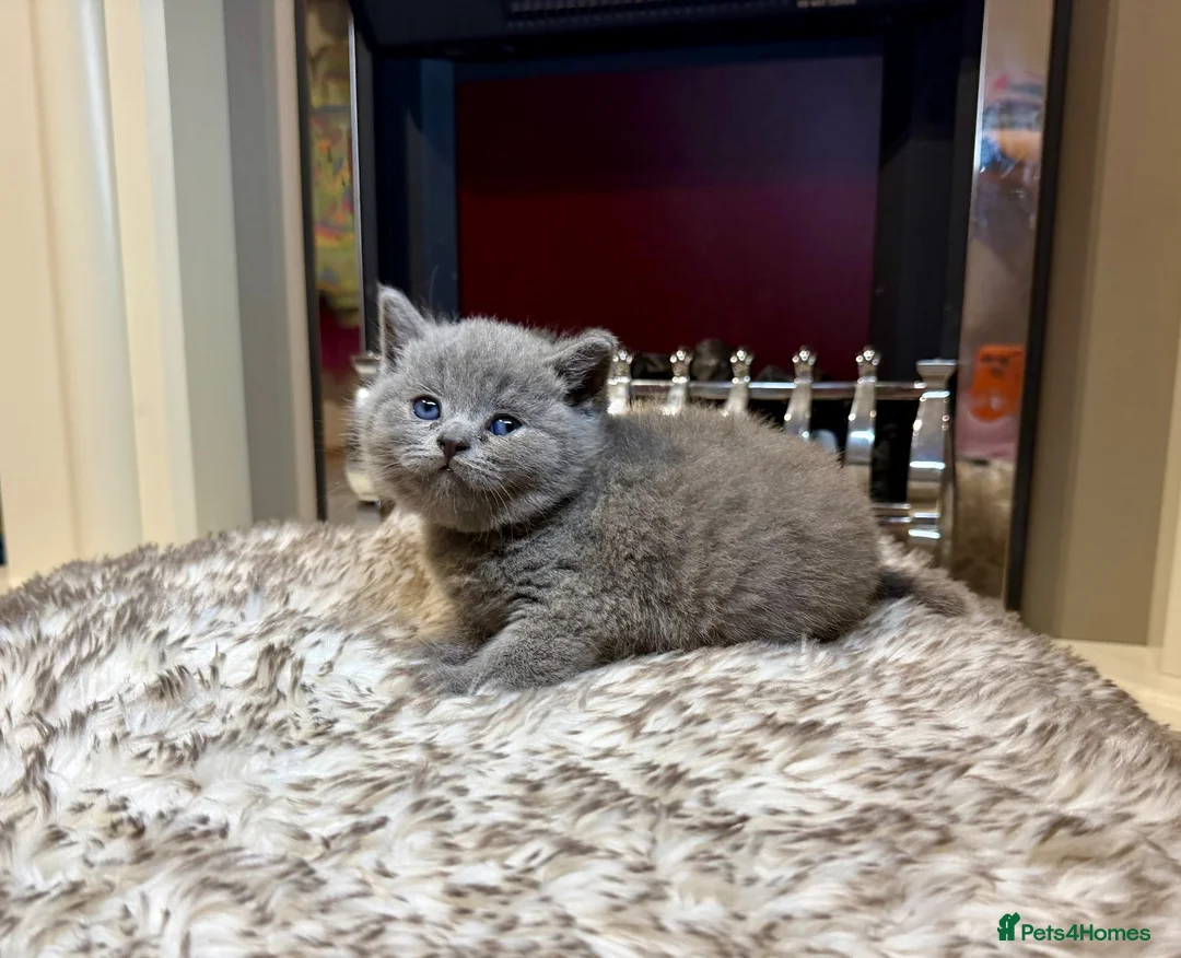 British Shorthair cats for sale: British shorthair kittens  - Advert 29