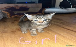 Maine Coon cats for sale: 6 Maine Coon cross* Kittens  - Image 8