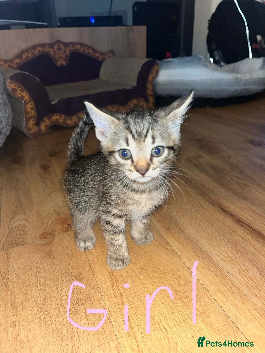 Maine Coon cats for sale: 6 Maine Coon cross* Kittens  - Image 8