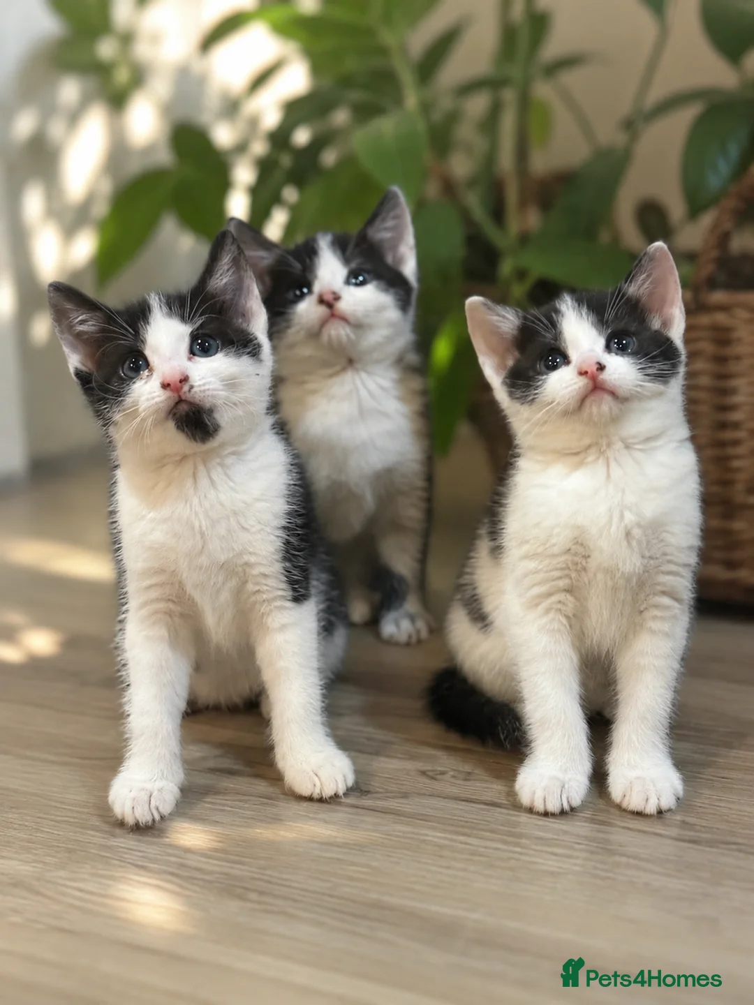 Mixed Breed cats for sale: 3 sweet kittens  - Advert 2