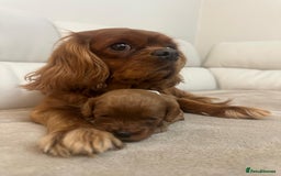 Cavapoo dogs for sale: 🐾 Beautiful F1 Cavapoos – Raised with Love  🐾 - Advert 12