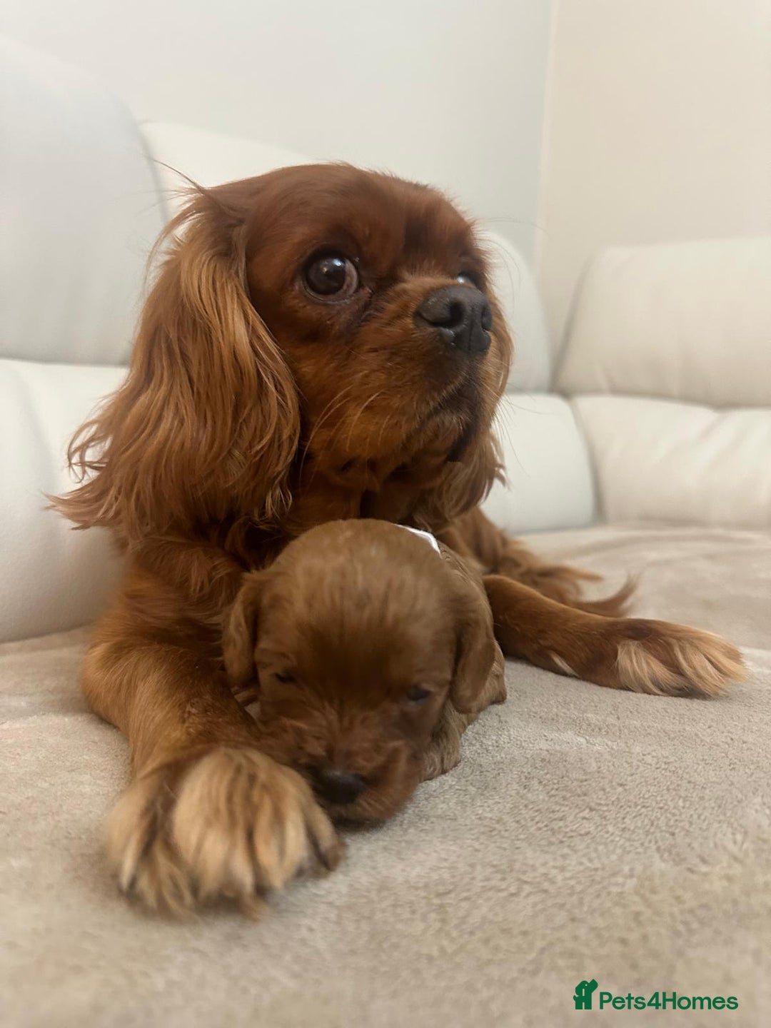 Cavapoo dogs for sale: 🐾 Beautiful F1 Cavapoos – Raised with Love  🐾 - Advert 12