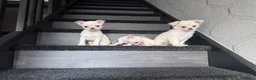 Chihuahua dogs for sale: Amazing puppys in hull - Advert 2