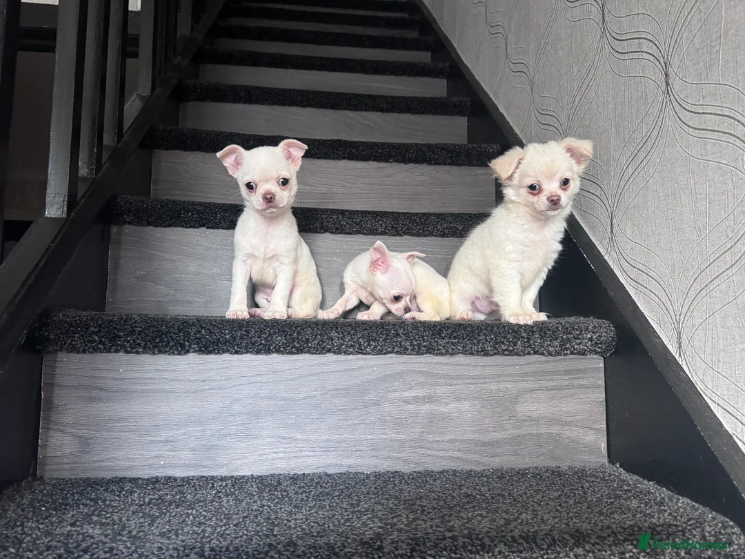 Chihuahua dogs for sale: Amazing puppys in hull - Advert 2