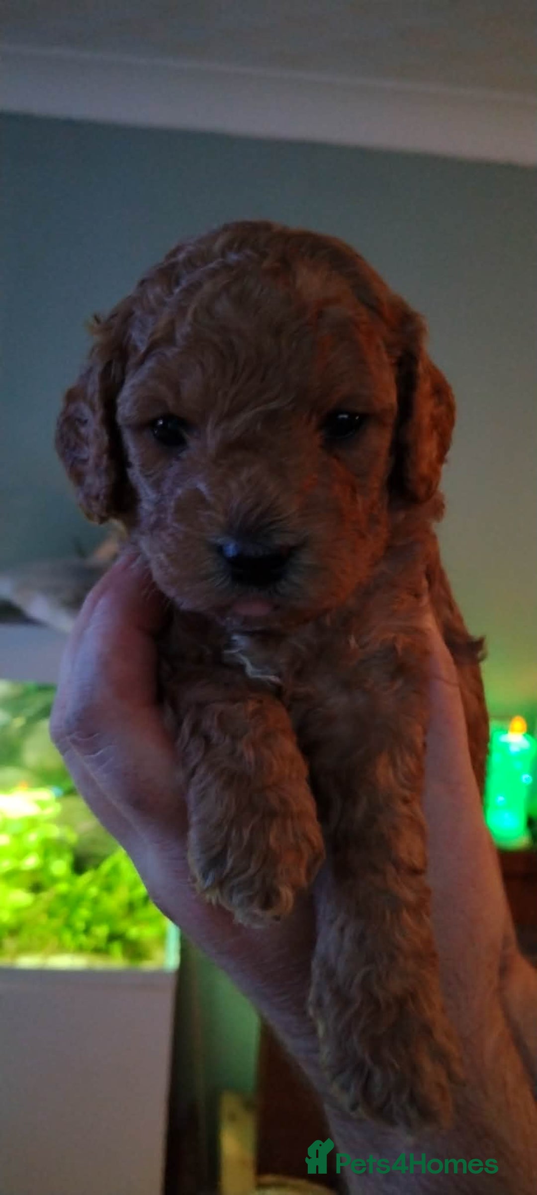 Mixed Breed dogs for sale: Adorable Maltipoo/Cockapoo Puppies - Advert 8