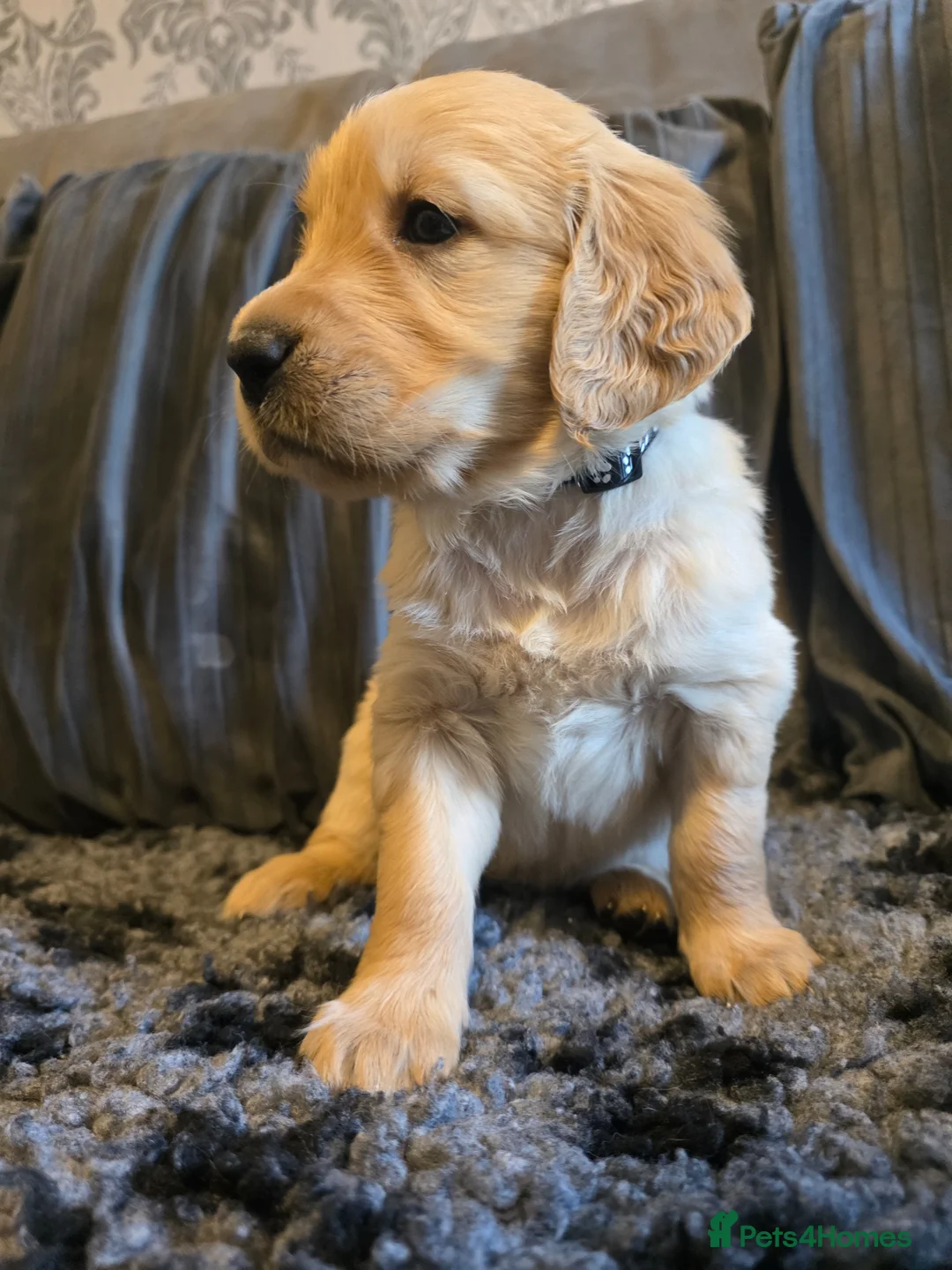 Golden Retriever dogs for sale: Golden Retriever puppy's KC  - Advert 40