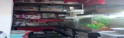 Tarantulas invertebrates for sale: P.Metallica Female - Advert 2