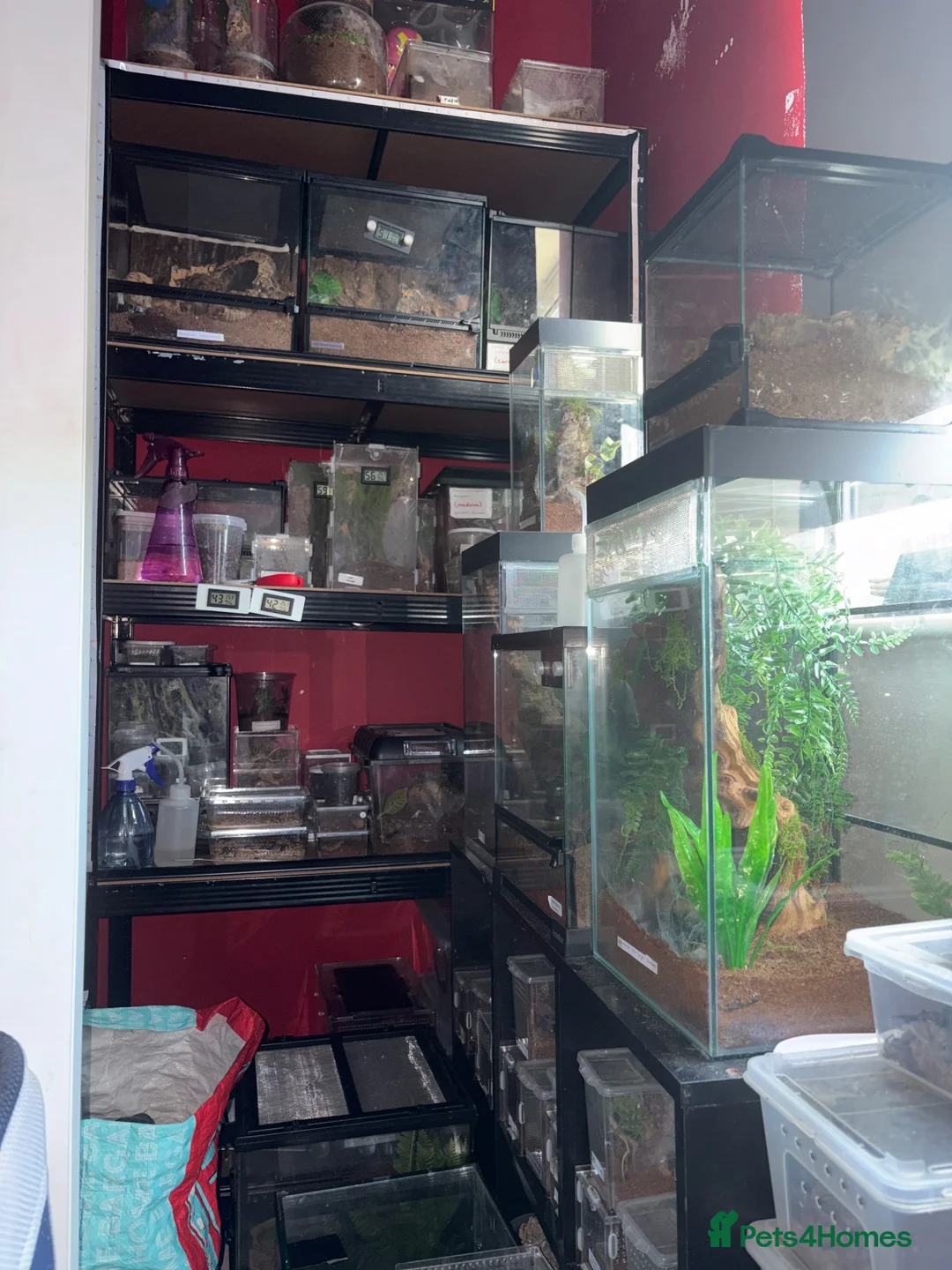 Tarantulas invertebrates for sale: P.Metallica Female - Advert 2