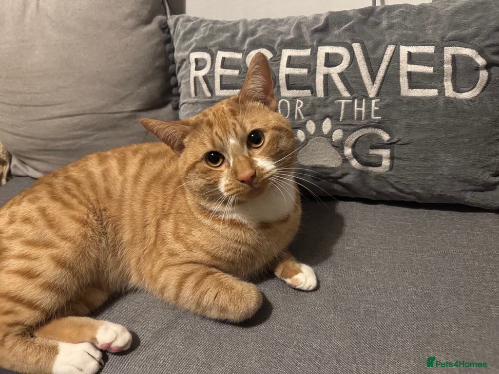 British Shorthair cats Ginger Male Shorthaired Cat  - Advert 1