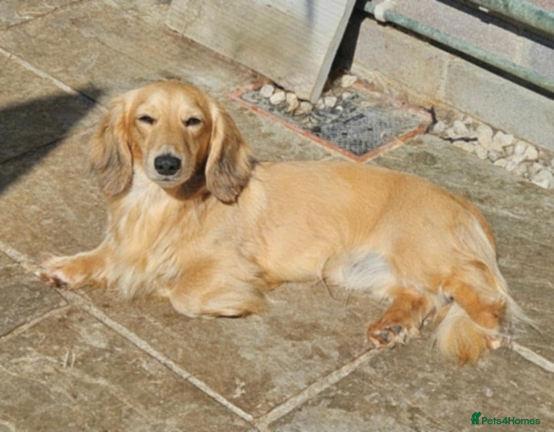 Miniature Dachshund dogs for sale: KC reg Long haired Mini boy - Image 10