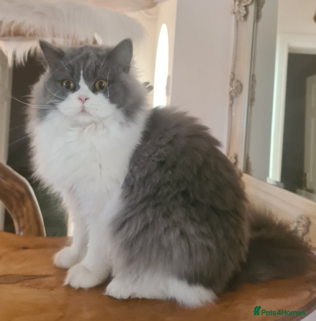 British Longhair cats for sale: Tica registered British Longhair Lady Rehome - Image 15