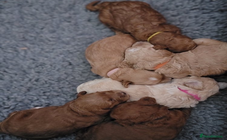 Maltipoo dogs - Advert 6