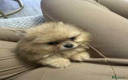 Pomeranian dogs for sale: Pomeranian Marle Puppies   in Newcastle upon Tyne - Image 20