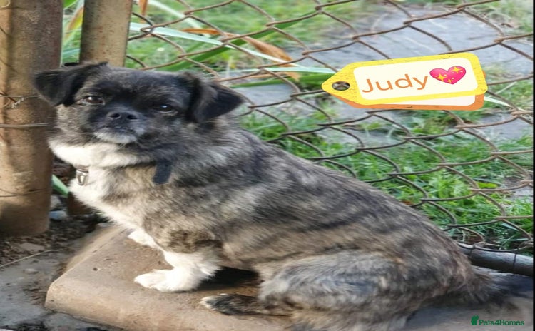 Mixed Breed dogs - Advert 4