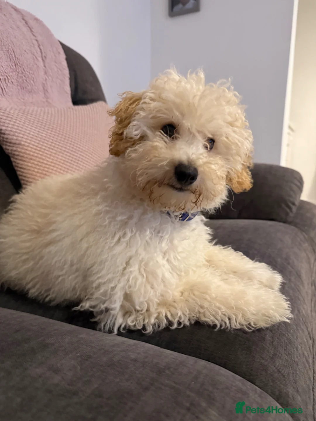 Miniature Poodle dogs for sale: 7 month old poodle - Advert 6