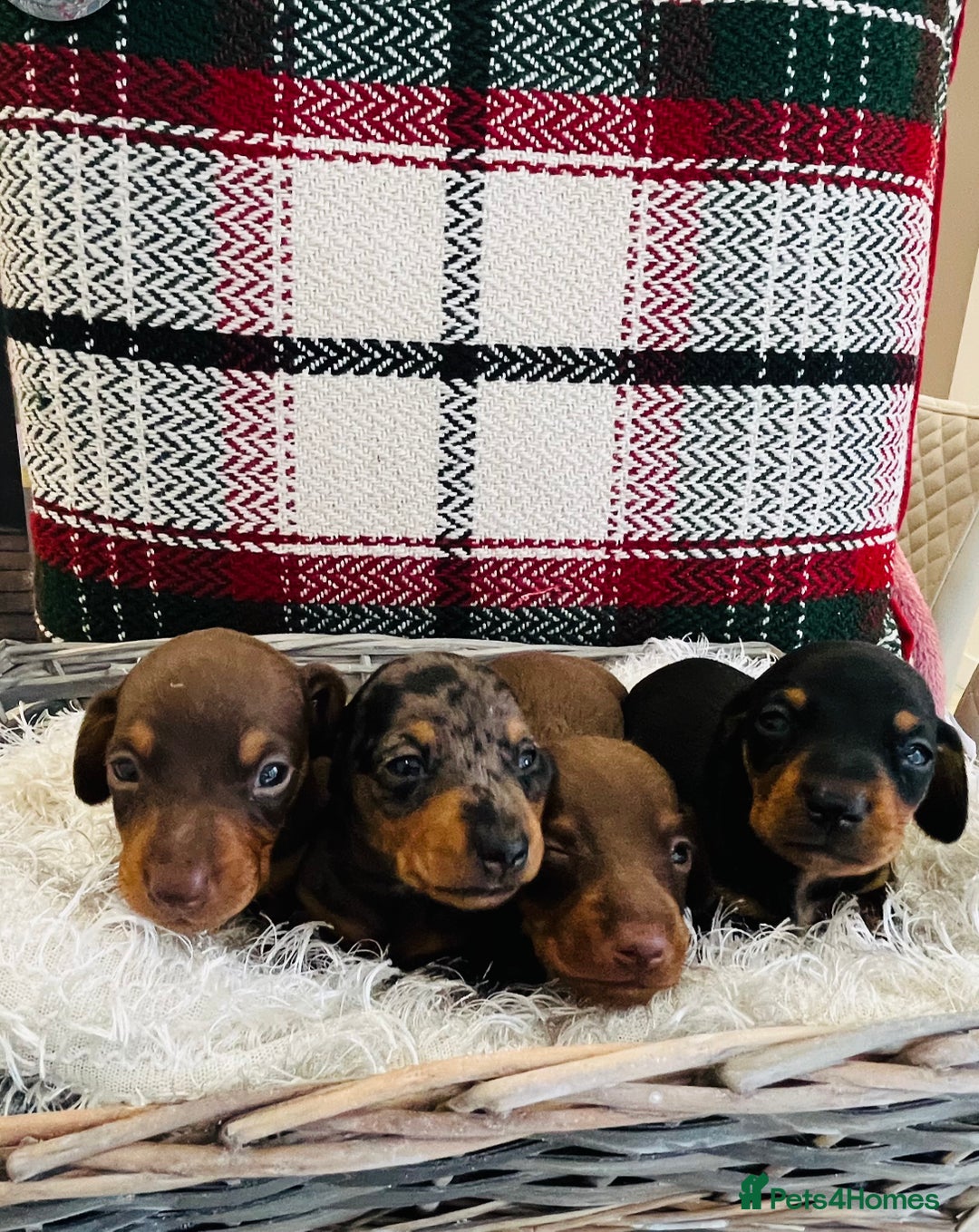 Miniature Dachshund dogs for sale: Beautiful true kc reg miniature dachshunds - Advert 5