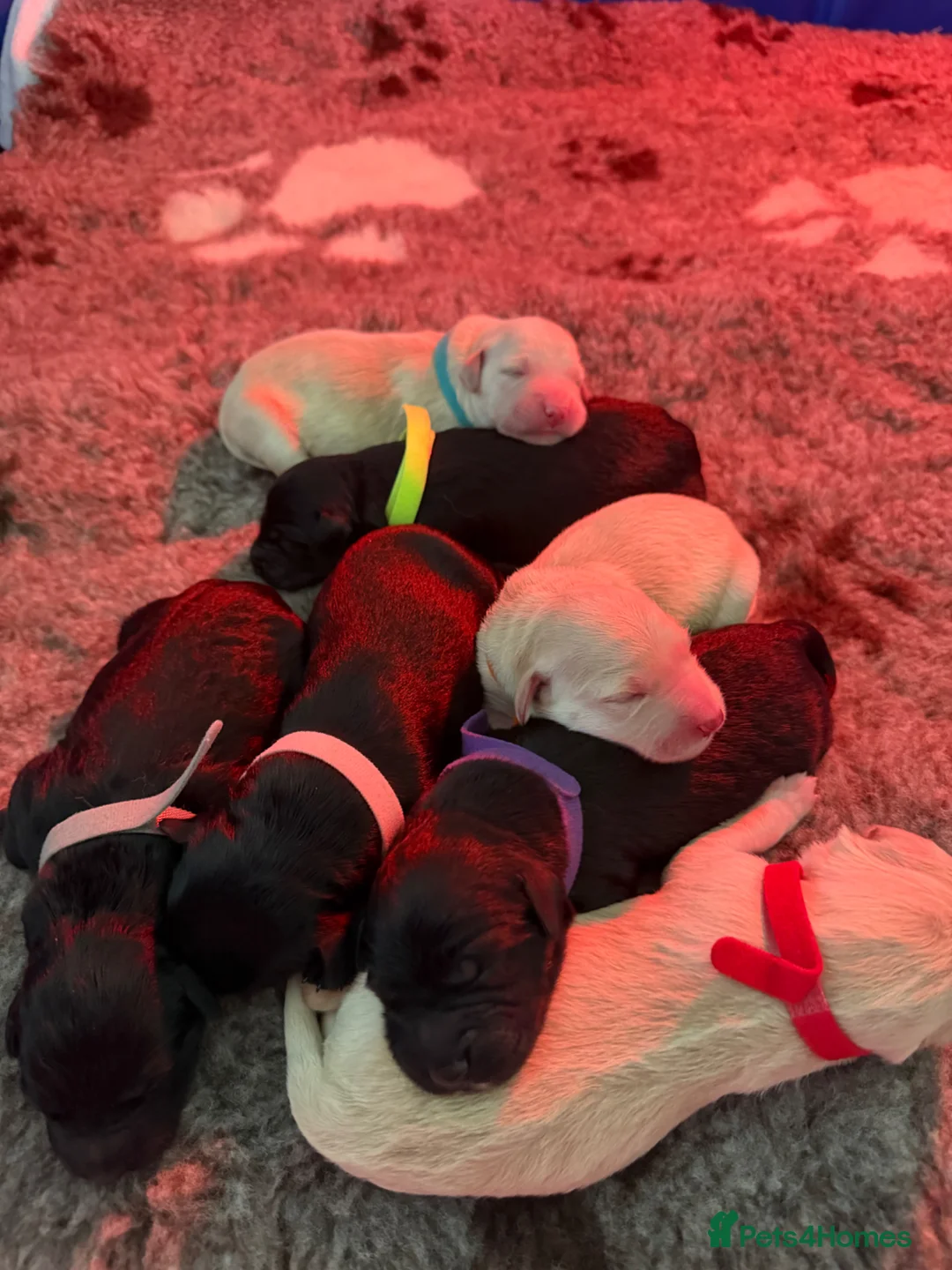 Mixed Breed dogs for sale: Golden Retriever x Collie puppies, ready 20th July in Sevenoaks - Advert 1