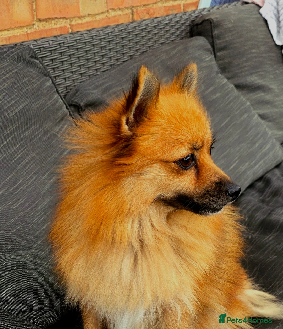 Pomapoo dogs for sale: 🩷ROSIE AND JIM💙 F1 POMAPOO BABIES - Image 13