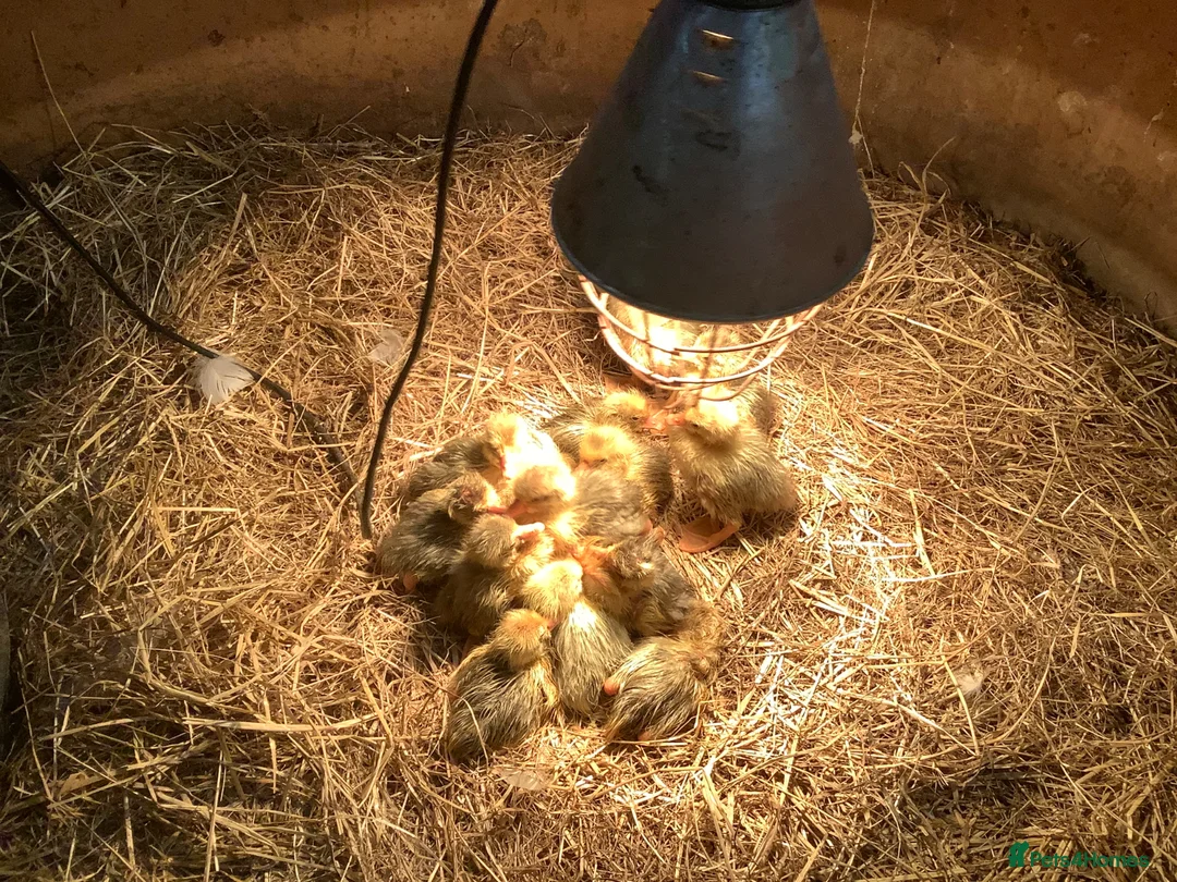 Geese poultry for sale: Ebden goslings in Okehampton - Advert 4