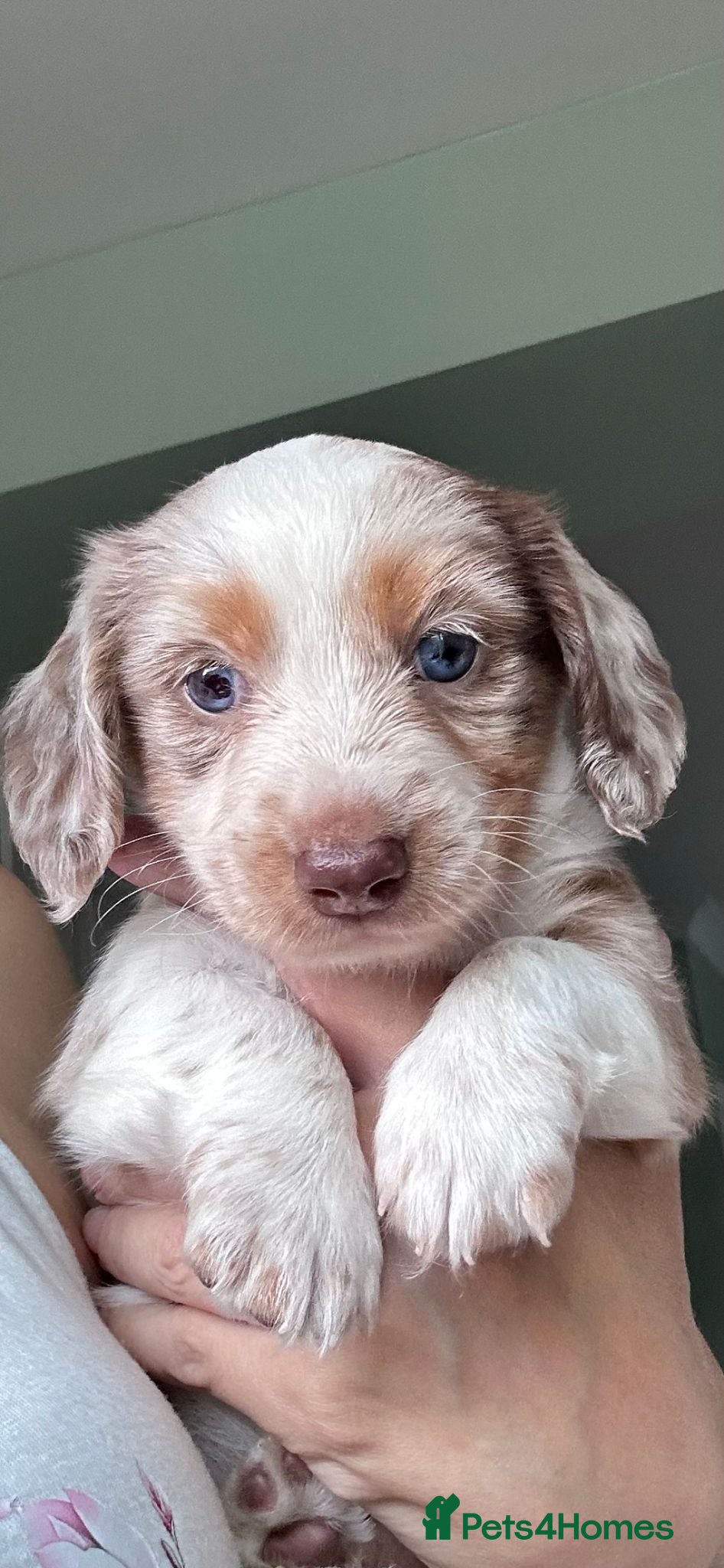 Miniature Dachshund dogs Long hair isabell dapple piebald - Advert 18