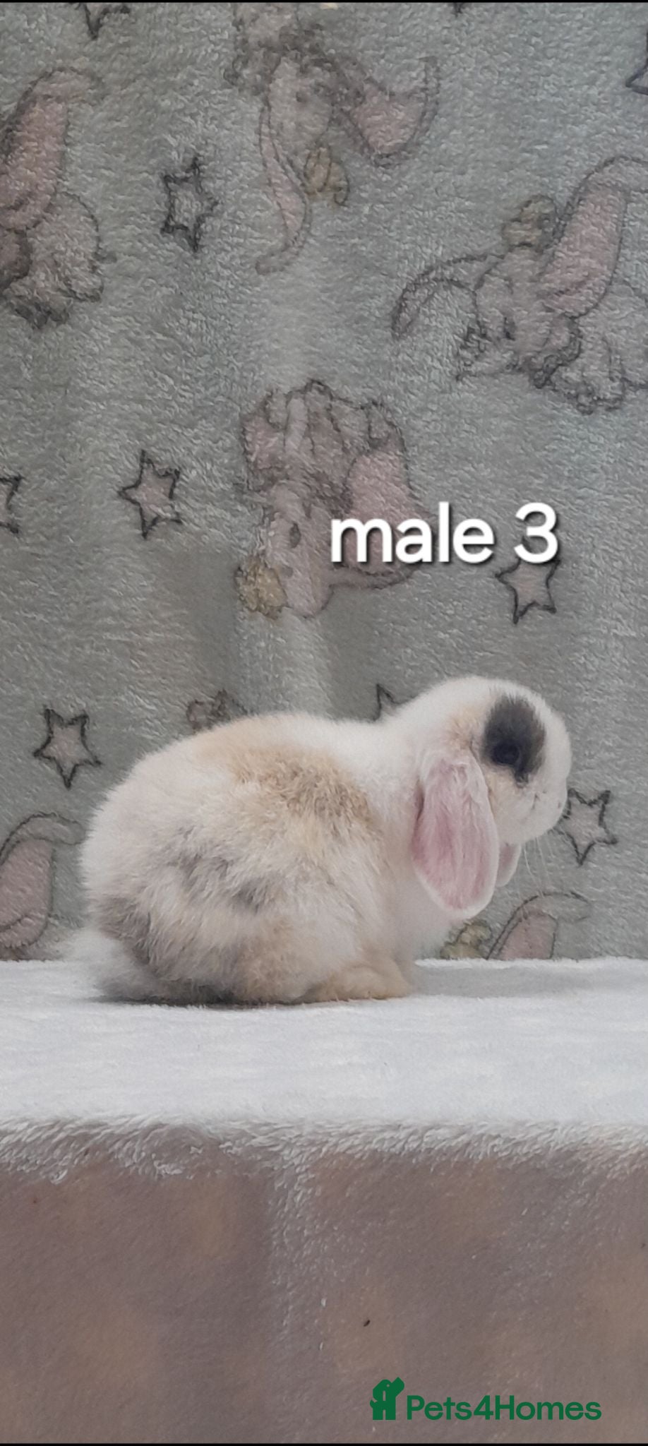 Mini Lop rabbits Beautiful purebred mini lops  - Advert 2