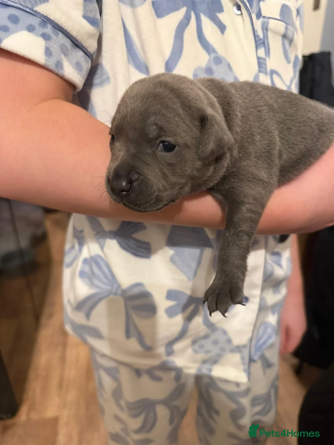Staffordshire Bull Terrier dogs for sale: Beautiful BLUE kc registered puppies - Advert 10