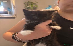 Mixed Breed cats for sale: 15 kittens for sale (4 LEFT REDUCED)  in Hassocks - Image 22