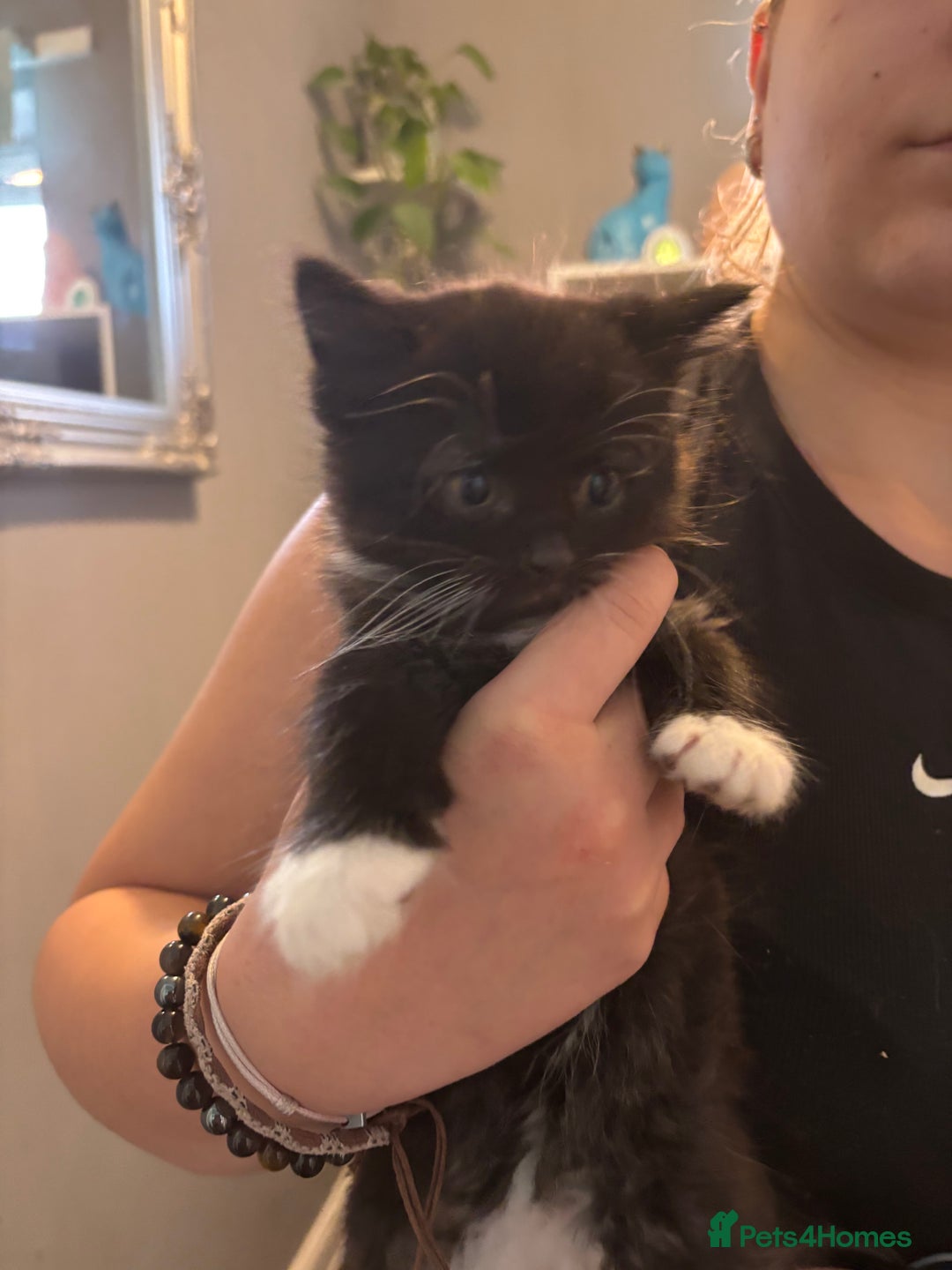 Mixed Breed cats for sale: 15 kittens for sale (4 LEFT REDUCED)  in Hassocks - Image 22