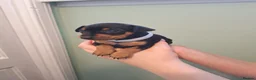 Miniature Pinscher dogs for sale: Adorable Miniature Pinscher Puppies  in Peterhead - Advert 12