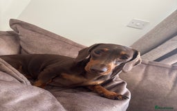 Miniature Dachshund dogs for sale: Chocolate & Tan Mini Dachshund  - Image 4