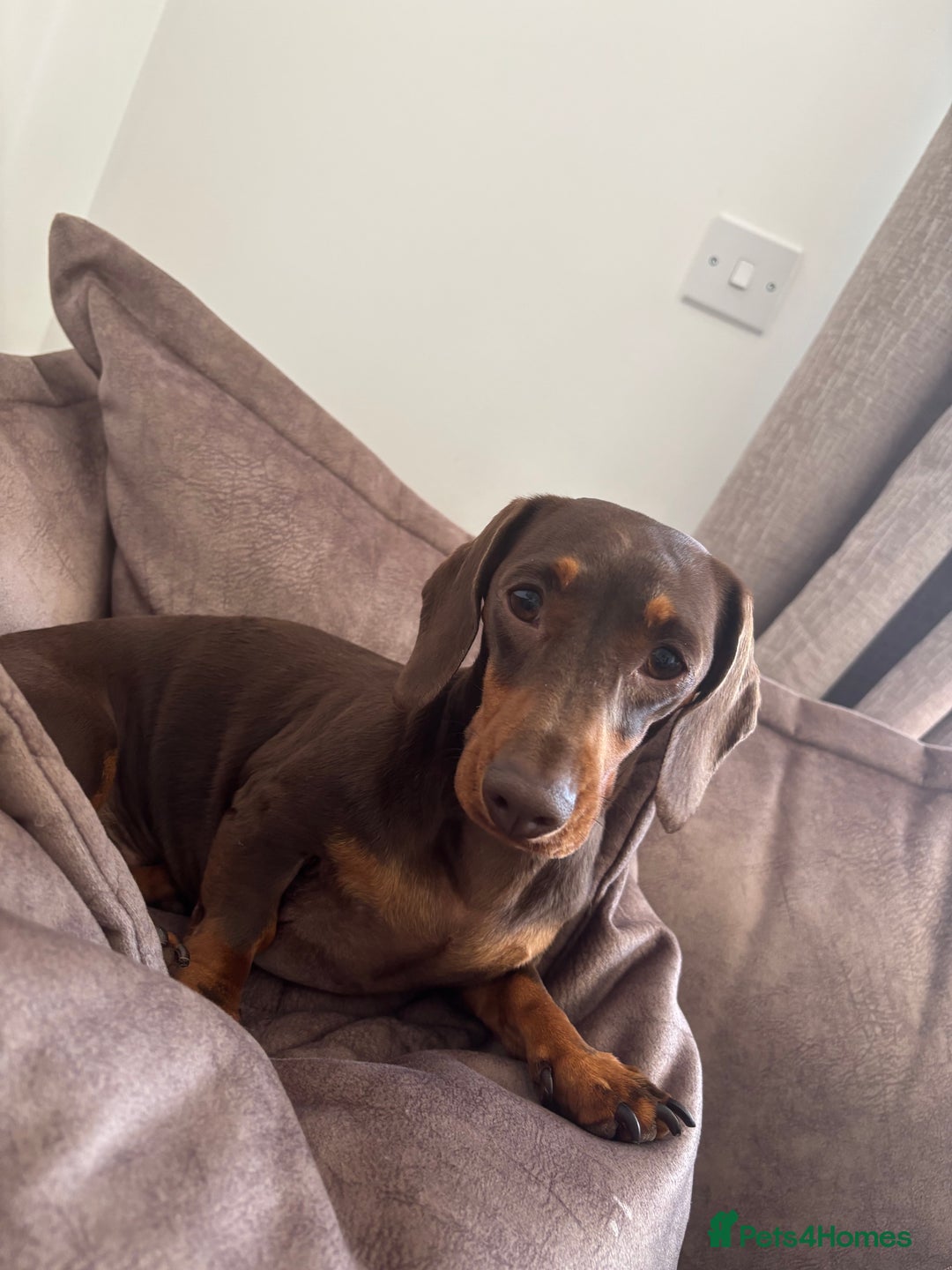 Miniature Dachshund dogs for sale: Chocolate & Tan Mini Dachshund  - Image 4