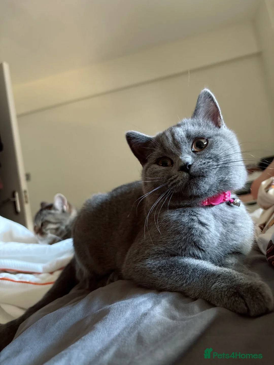 British Shorthair cats for sale: British shorthair tabby chocolate  - Advert 2