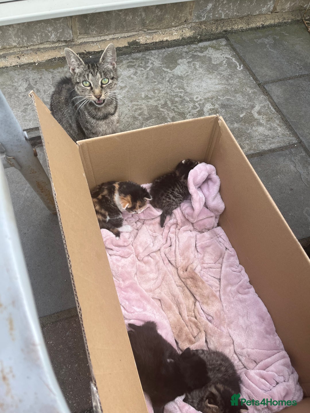Mixed Breed cats for sale: Last of litter looking for a home - Image 7