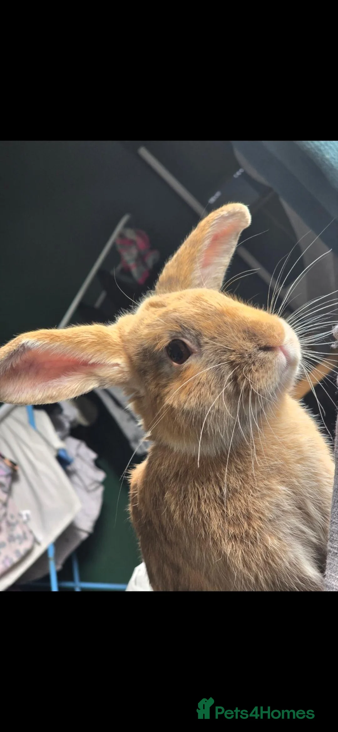 Mixed Breed rabbits for sale: 🐰💙 REGGIE 11 month male  in Fairford - Advert 1