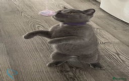 British Shorthair cats for sale:  Gorgeous  pedigree Bsh kittens Ready now  - Image 7