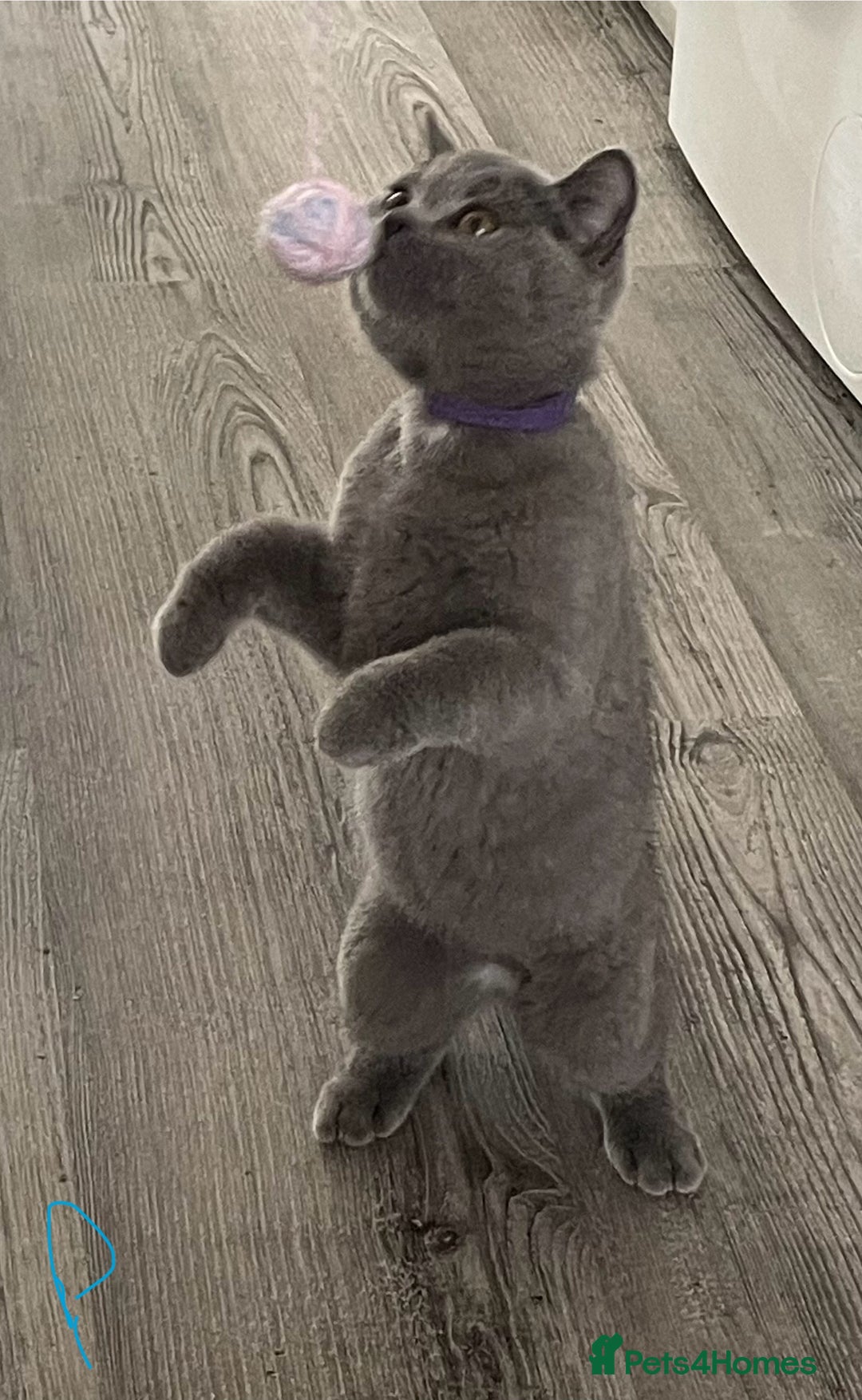British Shorthair cats for sale:  Gorgeous  pedigree Bsh kittens Ready now  - Image 7
