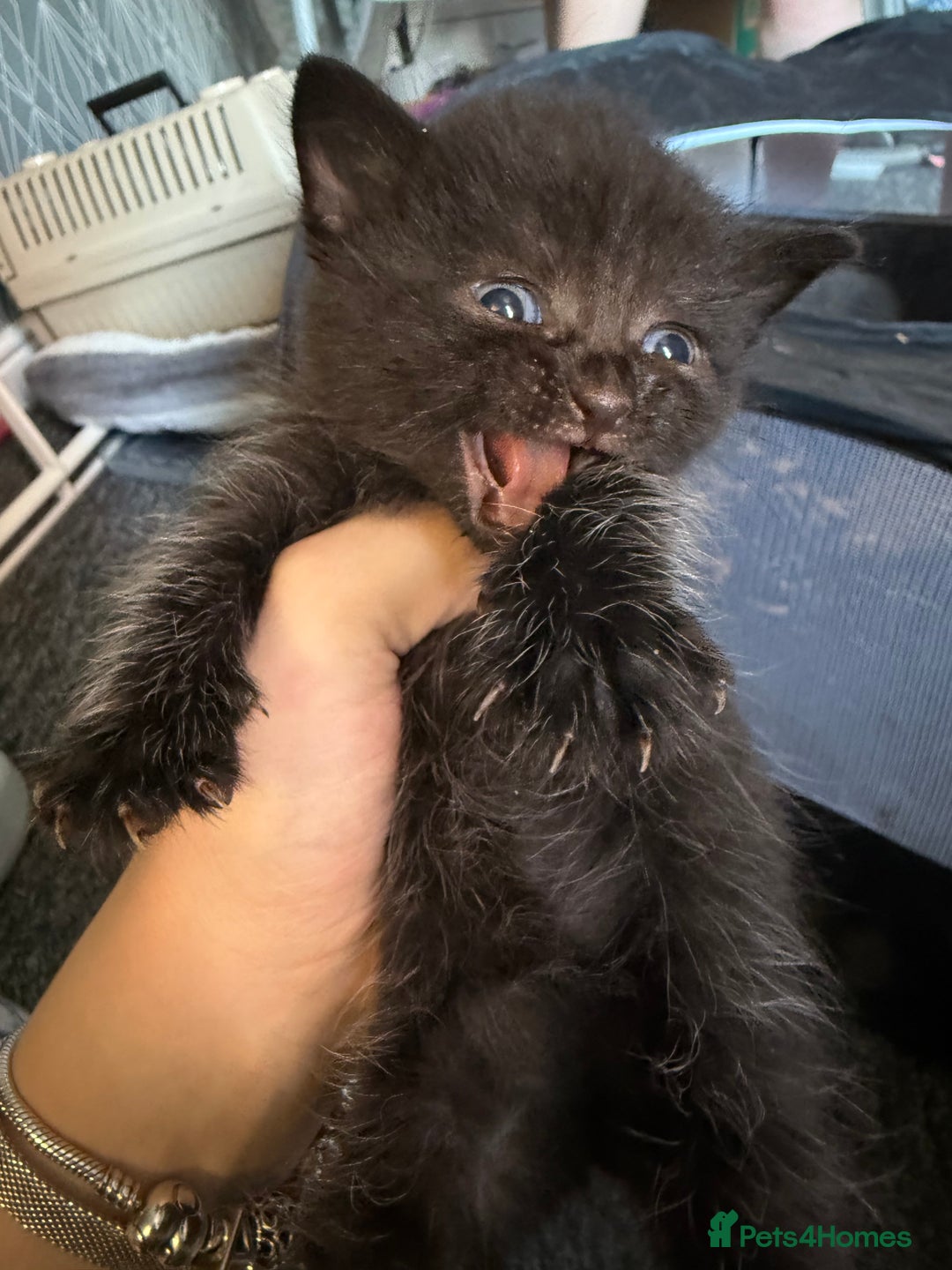 Mixed Breed cats for sale: mixed breed kittens for sale - Image 1