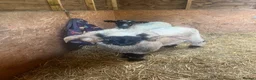 Sheep livestock for sale: Blacknose valais Ram  - Advert 1