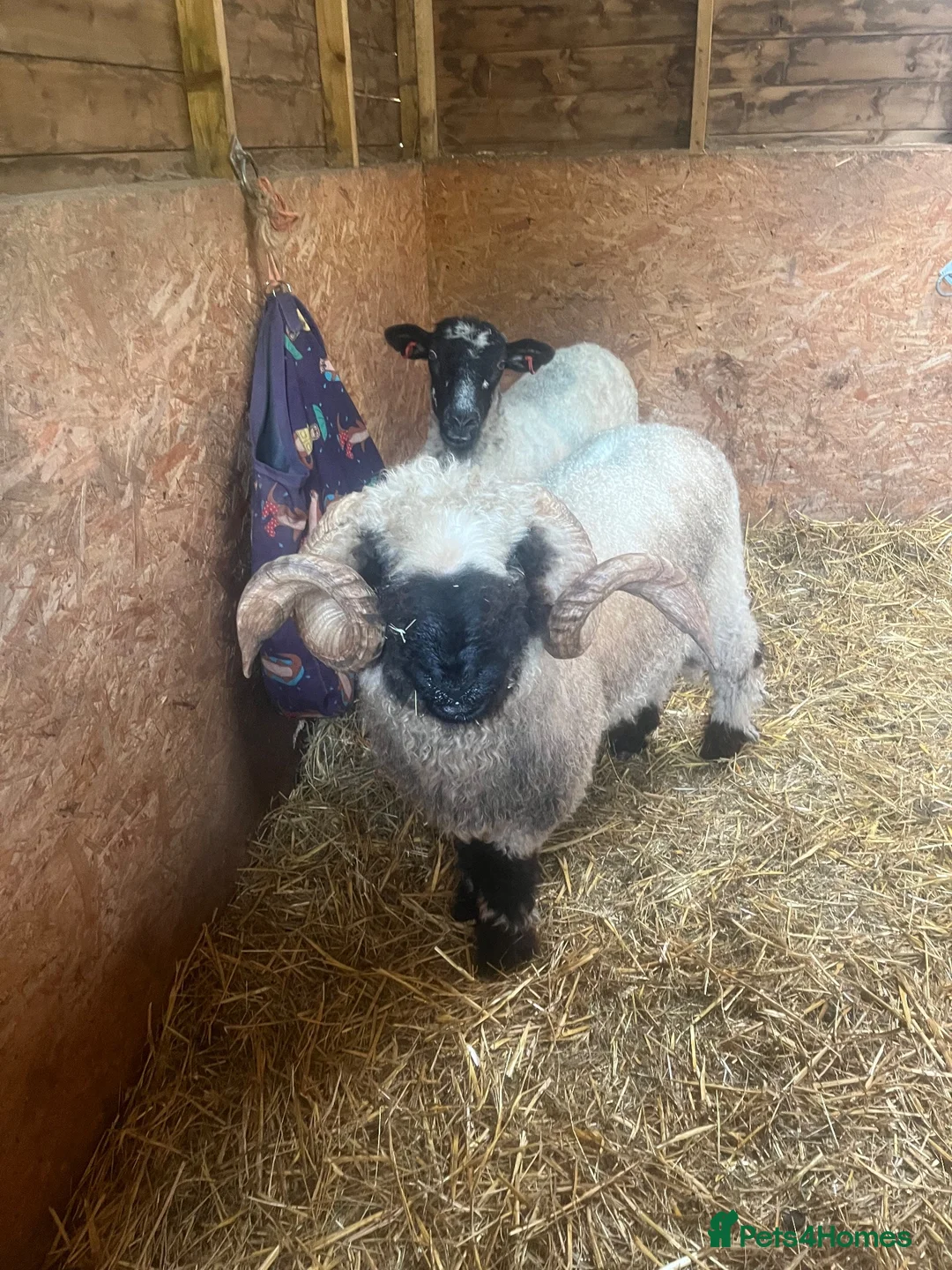 Sheep livestock for sale: Blacknose valais Ram  - Advert 1