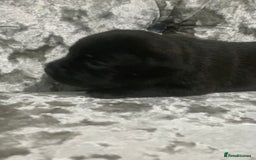 Staffordshire Bull Terrier dogs for sale: Staffordshire bull terrier puppies - Image 8