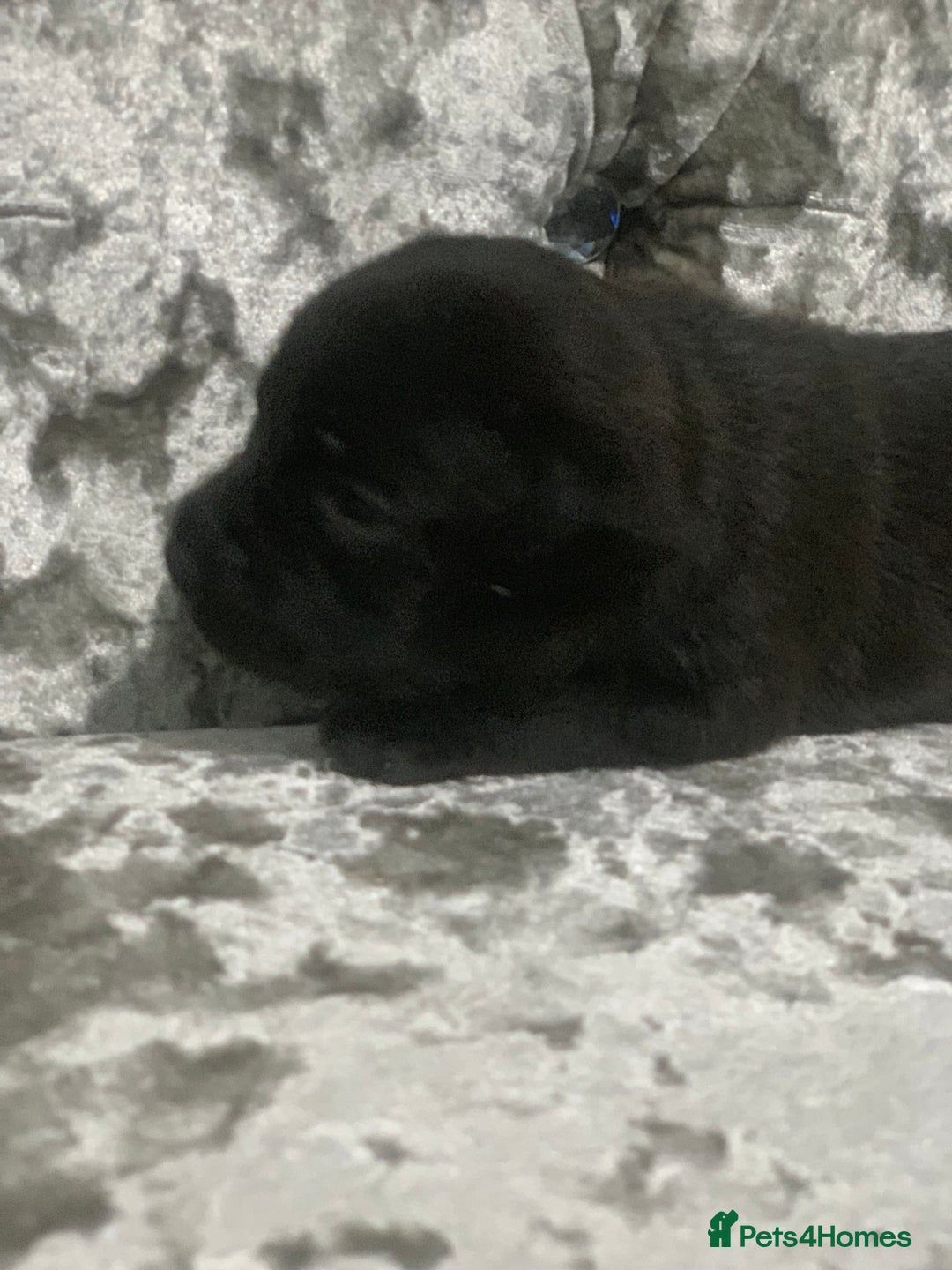 Staffordshire Bull Terrier dogs for sale: Staffordshire bull terrier puppies - Image 8