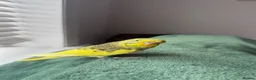 Budgerigars birds for sale: Budgie in Redditch - Advert 3