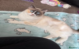 Ragdoll cats for sale: Beautiful girl Ragdoll  - Image 5