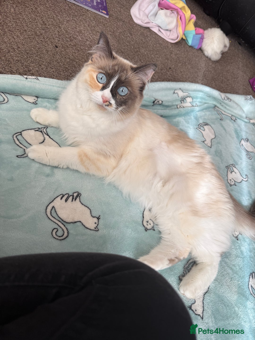 Ragdoll cats for sale: Beautiful girl Ragdoll  - Image 5